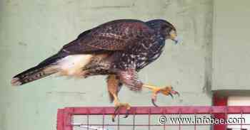 Aves rapaces en la ciudad de Buenos Aires: ¿a qué se debe el extraño fenómeno de su presencia? - infobae