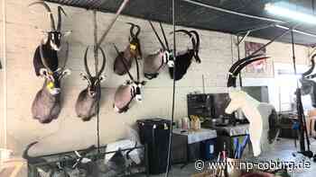 Tierschutz - Umweltministerium will Jagdtrophäen-Import einschränken - Neue Presse Coburg