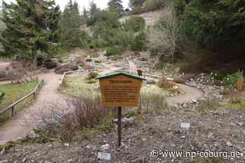 Natur - Frühblüher und Rhododendren zu Saisonbeginn - Neue Presse Coburg