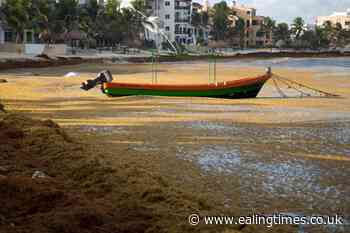 Mexico's Caribbean beaches experience 'alarming' algae problem - Ealing Times