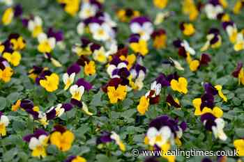 Gardening boom continues long after lockdown, reports supermarket - Ealing Times