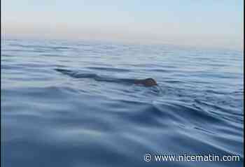 Un cachalot observé au large de la rade de Villefranche-sur-mer - Nice matin