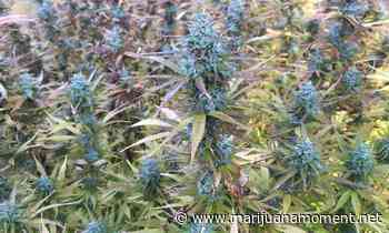 Louisiana Lawmakers Approve Medical Marijuana Expansion Bill In Committee - Marijuana Moment