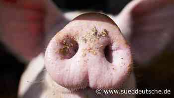 Agrar - Kiel - Schweinehalter sollen Millionen aus Härtefall-Topf erhalten - Wirtschaft - Süddeutsche Zeitung - SZ.de