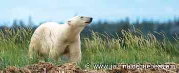 Un ours polaire aperçu en Gaspésie