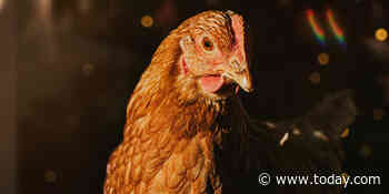 First human case of highly contagious bird flu strain detected in US