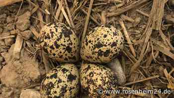 Beschluss im Kreisausschuss fällt einstimmig: Kiebitz wird weiterhin geschützt