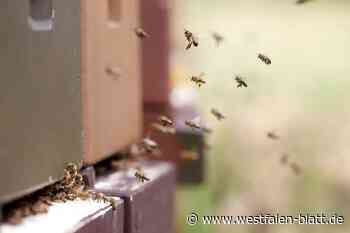 Vier Bienenkästen gestohlen: Paderborner Polizei bittet um Hinweise - Westfalen-Blatt