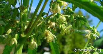 As Austin votes on decriminalizing marijuana, other Texas cities push for similar measures - KUT