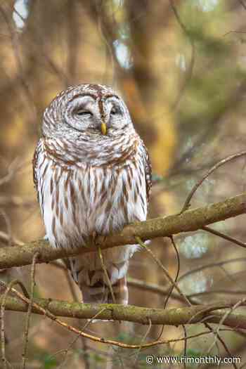 Prowling for Owls with the Audubon Society of Rhode Island - Rhode Island Monthly