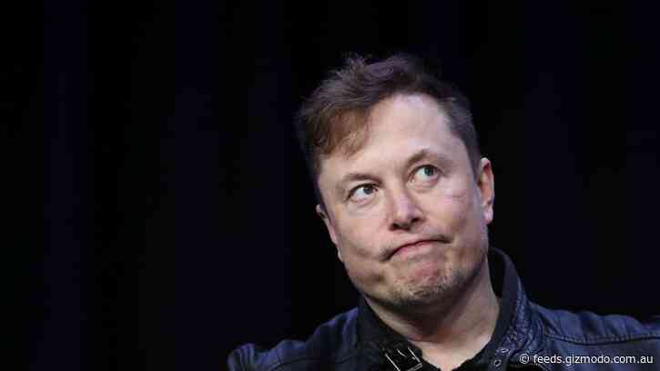 Musk Goes Bird Hunting