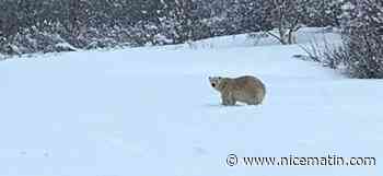 Très rare apparition d'un ours polaire dans le sud du Canada