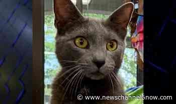 Oliver is looking for his forever home - KAUZ