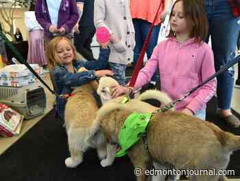 Alberta animal rescue groups feel the pinch as pandemic pets are returned