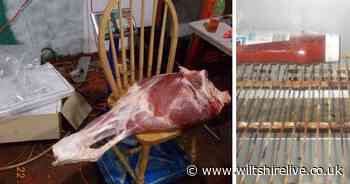 Four disgusting food hygiene violations in Wiltshire - Wiltshire Live