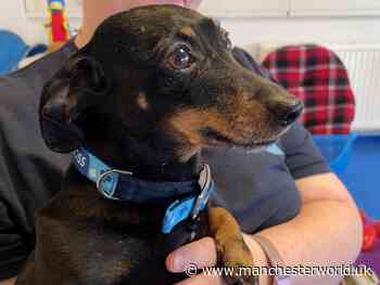 Blue Cross charity says demand for pet food bank has increased because of cost of living | ManchesterWorld - ManchesterWorld
