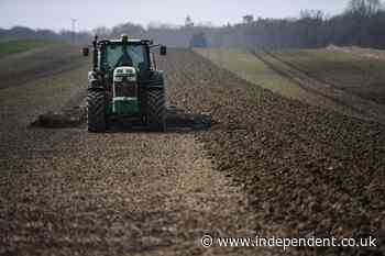 UK ‘sleepwalking’ towards food shortages, farmers warn - The Independent