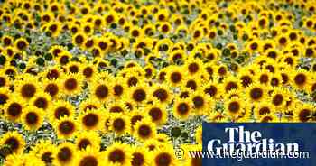 Tesco to ration cooking oil purchases as war in Ukraine hikes food prices - The Guardian