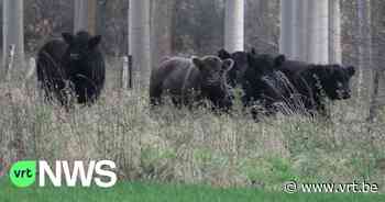 Schotse runderen bestrijden Japanse duizendknoop in Borsbeek - VRT NWS
