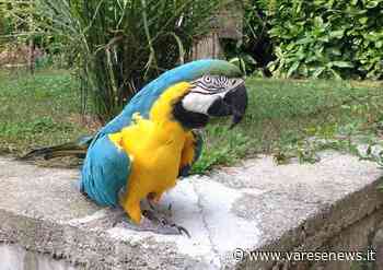 "Hanno rubato la mia Quiko", l'appello a Ispra per ritrovare un pappagallo Ara - varesenews.it