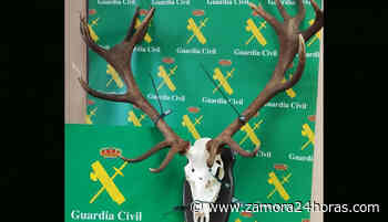 Un ciervo con disparos de bala y sin cabeza en Zamora: hay dos investigados - Zamora 24 Horas