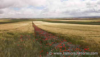 Ecologistas en Acción y Zamora Viva: “La tramitación de urgencia del Real Decreto-Ley 6/2022 limita la real... - Zamora 24 Horas