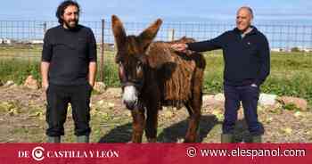 Una granja de Zamora produce la materia prima para el equivalente español al queso más caro del mundo - EL ESPAÑOL