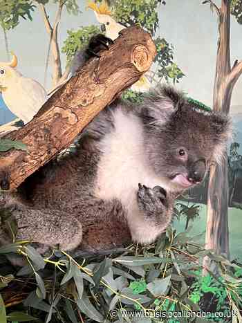 Australia's Wonderful Wildlife- Libby O'Connell Townley Grammar