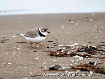 South Bruce Peninsula will not pursue piping plover case further - Owen Sound Sun Times