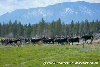 Spring turnout at Kootenay Meadows brings hundreds of spectators - Creston Valley Advance
