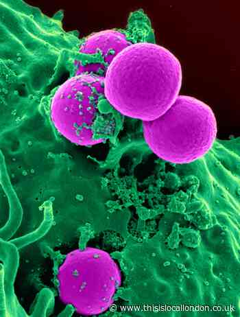 The future of stem cells in medicine – Aditya Sanyal, Sutton Grammar School