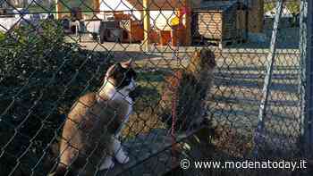 Gattile di Modena: trasferiti nella nuova struttura tutti i gatti, open day per visite e attività - ModenaToday