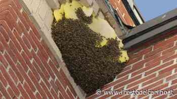 Policlinico di Modena, due alveari ad Ostetricia: spostata l’attività di due sale travaglio - il Resto del Carlino