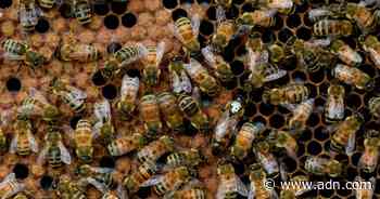 Millions of Alaska-bound honeybees die in Atlanta during airline transport - Anchorage Daily News