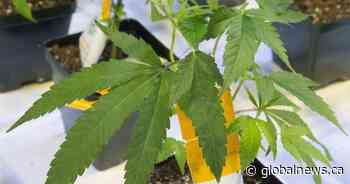 Aurora Cannabis reports $75M Q2 loss as revenues fall by 10% - Global News