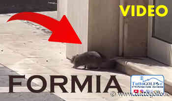 VIDEO - Formia, un topo a spasso in via Vitruvio » Tuttogolfo - Tutto Golfo