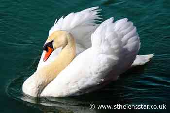 Idiots attacked swans with bricks - St Helens Star