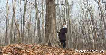 Fairview forest one step closer to protection from future development - Global News