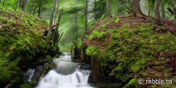 Take a hike through a healing forest - rabble.ca - rabble.ca