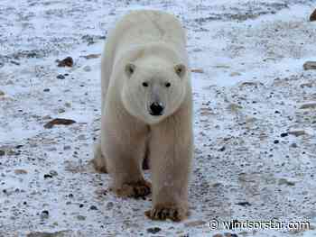 Quebec police issue warning as polar bear tours Gaspe region - Windsor Star