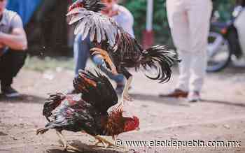 Palenque de Puebla 2022: regresan las peleas de gallos, la cruel tradición que no pudieron frenar - El Sol de Puebla