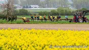 Feste - Taufkirchen - Dorfplätze bekommen neue Maibäume - Bayern - Süddeutsche Zeitung - SZ.de