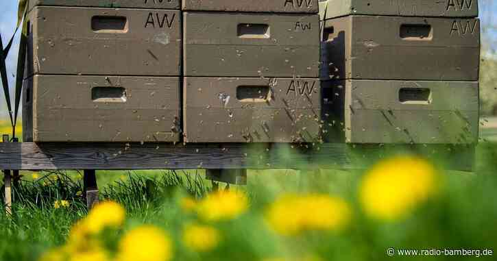 Jedes fünfte Bienenvolk hat Winter nicht überlebt