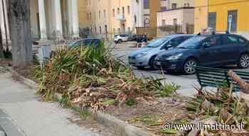Benevento, «Piante tagliate da un privato sul viale»: polemica De Stasio-Rosa - ilmattino.it
