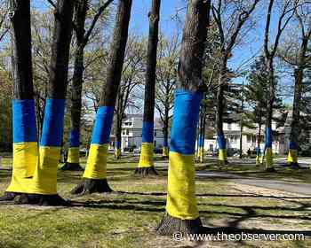 Zhe's latest Belleville art project brings stunning light to plight of Ukraine - The Observer Online