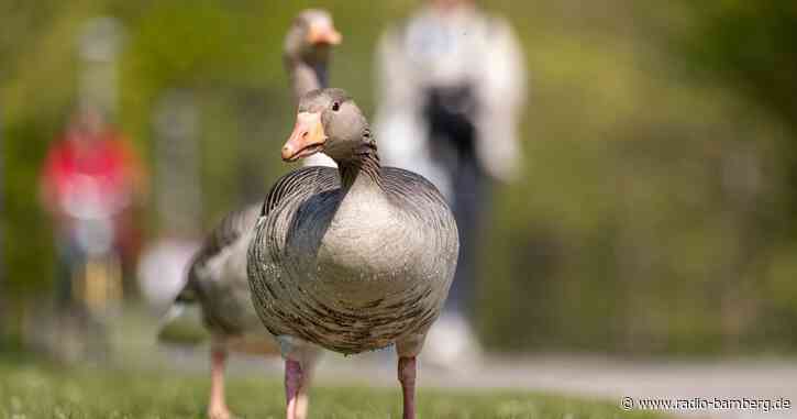 Wildgänse breiten sich in Bayern aus: Und damit Probleme