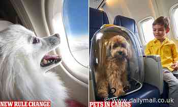 Pets allowed on Australian planes under new aviation laws - Qantas, Virgin, Jetstar - Daily Mail