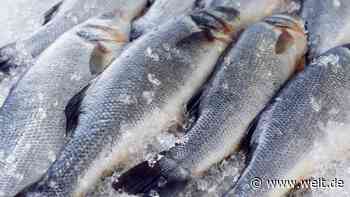Chaos bei den Ratgebern – Warum nachhaltiger Fischkauf so kompliziert ist