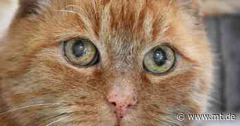 Tier der Woche: Kater Opieka sucht ein ruhiges Zuhause - Mindener Tageblatt