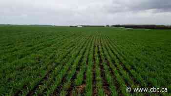 Researchers in the rye: Alberta scientists studying environmental benefits of perennial grains